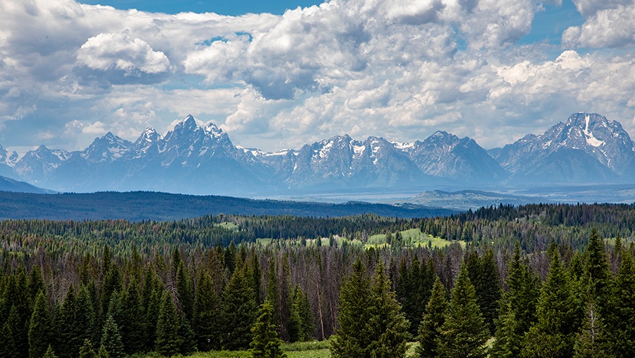 forest of fir trees stretching several miles towards the Grand Teton Mountains in the distance
