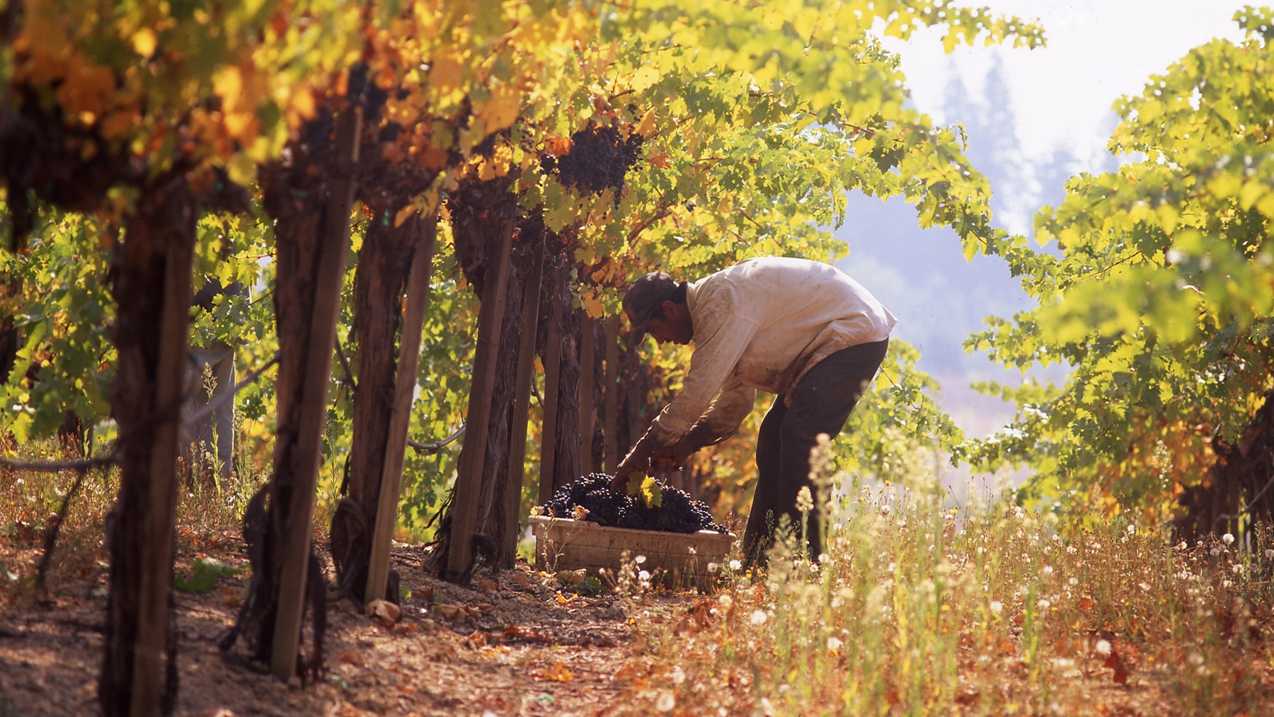 Over 144 years of California Winemaking at Beringer Breakthru Beyond