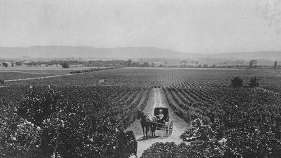 Vintage photo of man on horse and buggy in a Sonoma vineyard in 1858