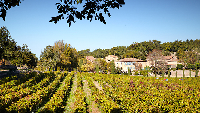 green rows of grape vines leading to an estate in the distance