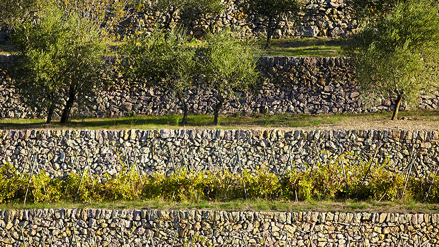 Trees and grape vines sitting atop cascading stone wall terraces 