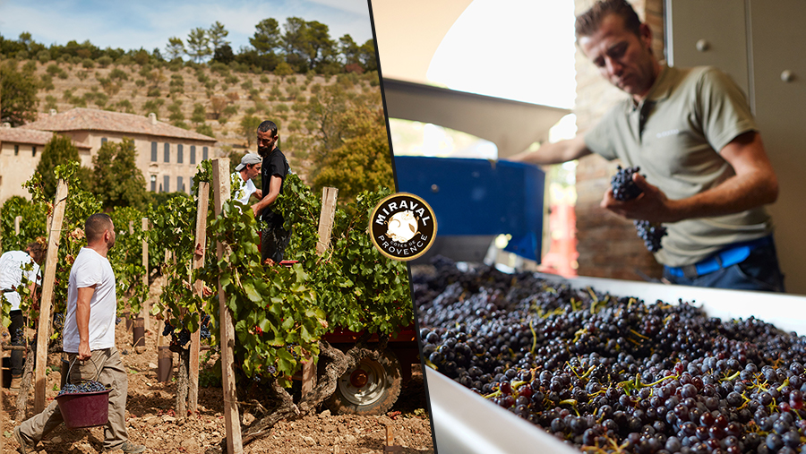 Left: men harvesting grapes in a vineyard. Right: middle aged man inspects red grapes as they move along a conveyor.