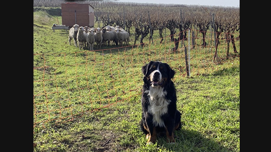 A sheep-herd dog sits in a grass field with sheep looking on from the distance
