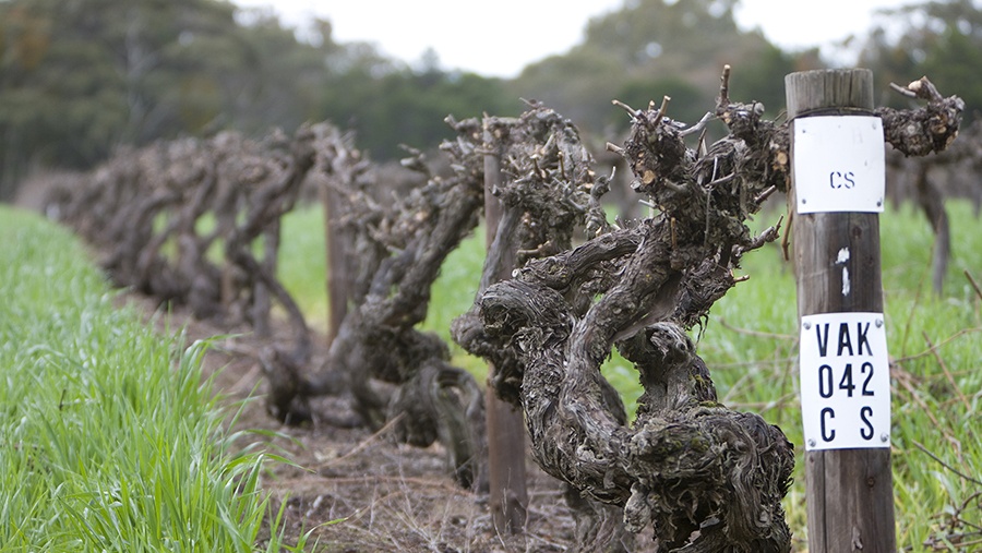 grape vines protrude out from the ground at Penfold's historic Block 42 vineyard row