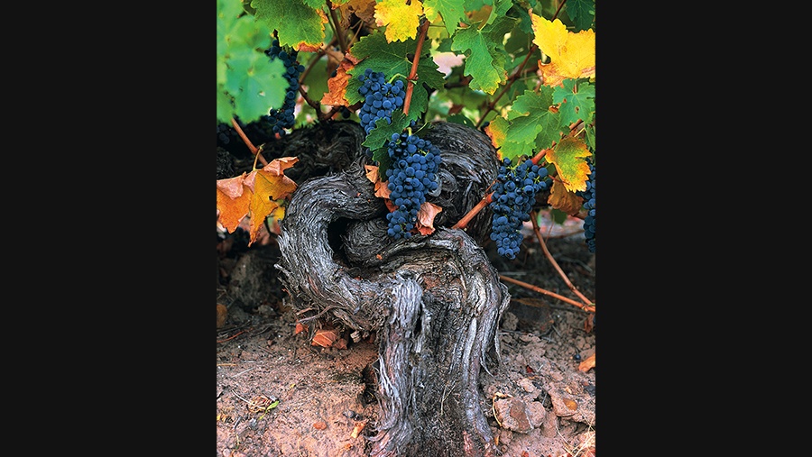 close up view of a grape vine with colorful foliage and ripening cabernet grapes