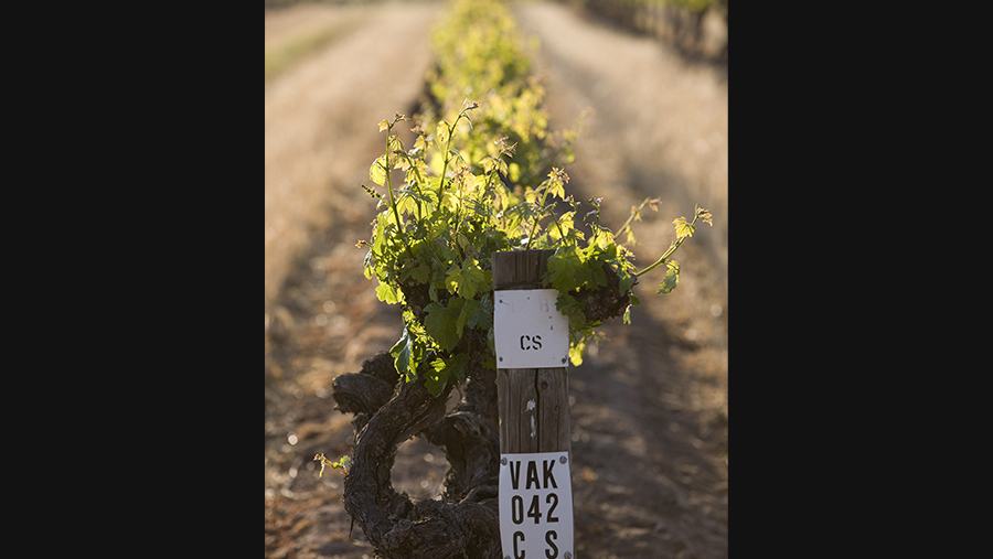 vineyard post label for Penfold's historic Block 42 vineyard row backed by grape vines and foliage