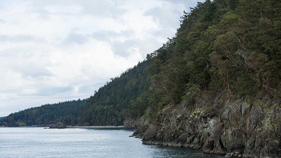 Trees extending up to a rocky cliff edge on the coastline
