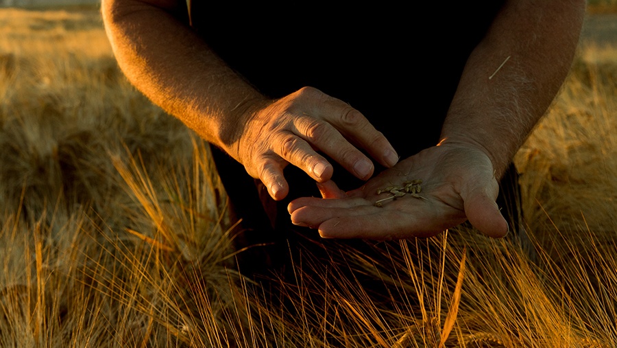 Close up of two hands holding barley grains out in a field
