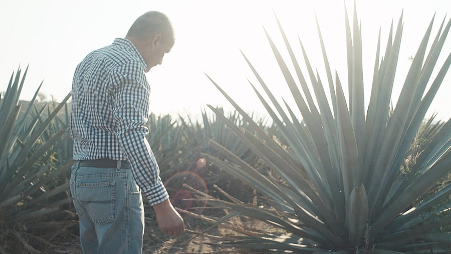 A beautiful view of the Highlands appellations in Mexico