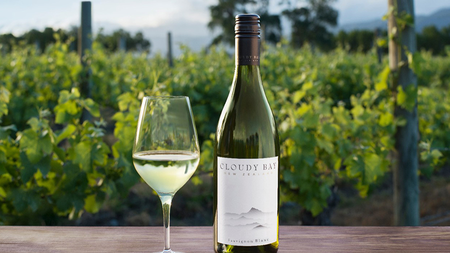 A beautiful view of the lush vineyard in New Zealand