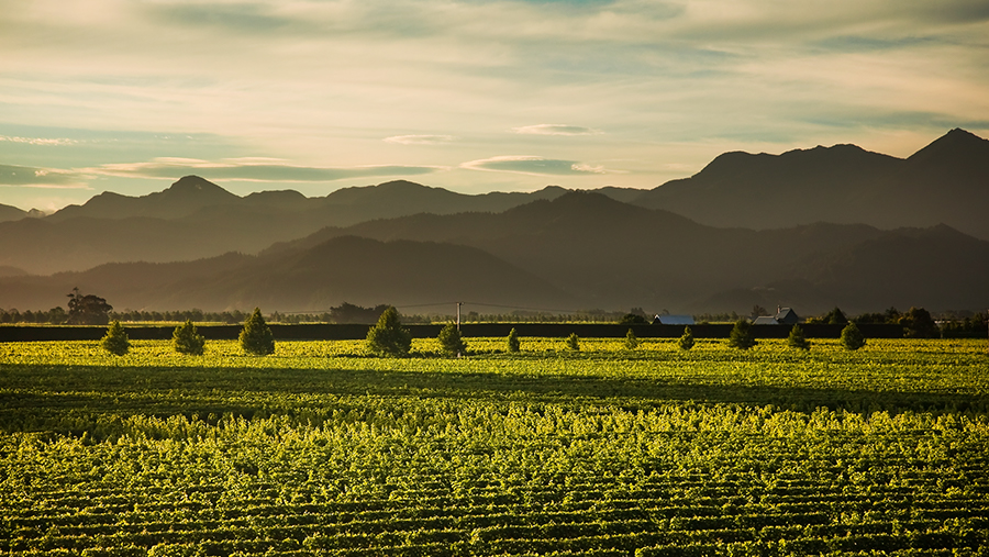 cloudy bay vineyards