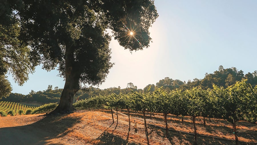 J. Lohr is dedicated to sustainable farming practices 