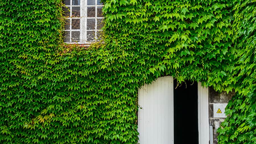ivy vines cover the entirety of a bricked wall