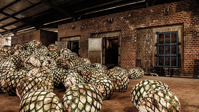 load of agaves rolling out onto a vintage warehouse floor