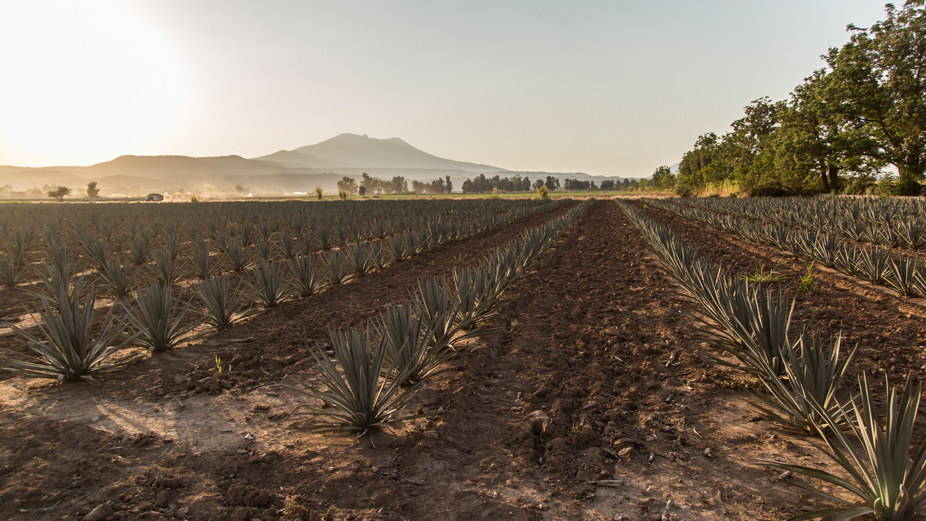 Rising Up from Volcanic Ash in Jalisco, Mexico to Luxury