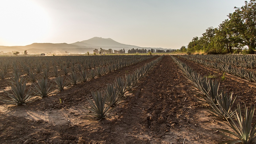 Agave fields in the foreground, Tequila Volcano in the background while the sun is setting