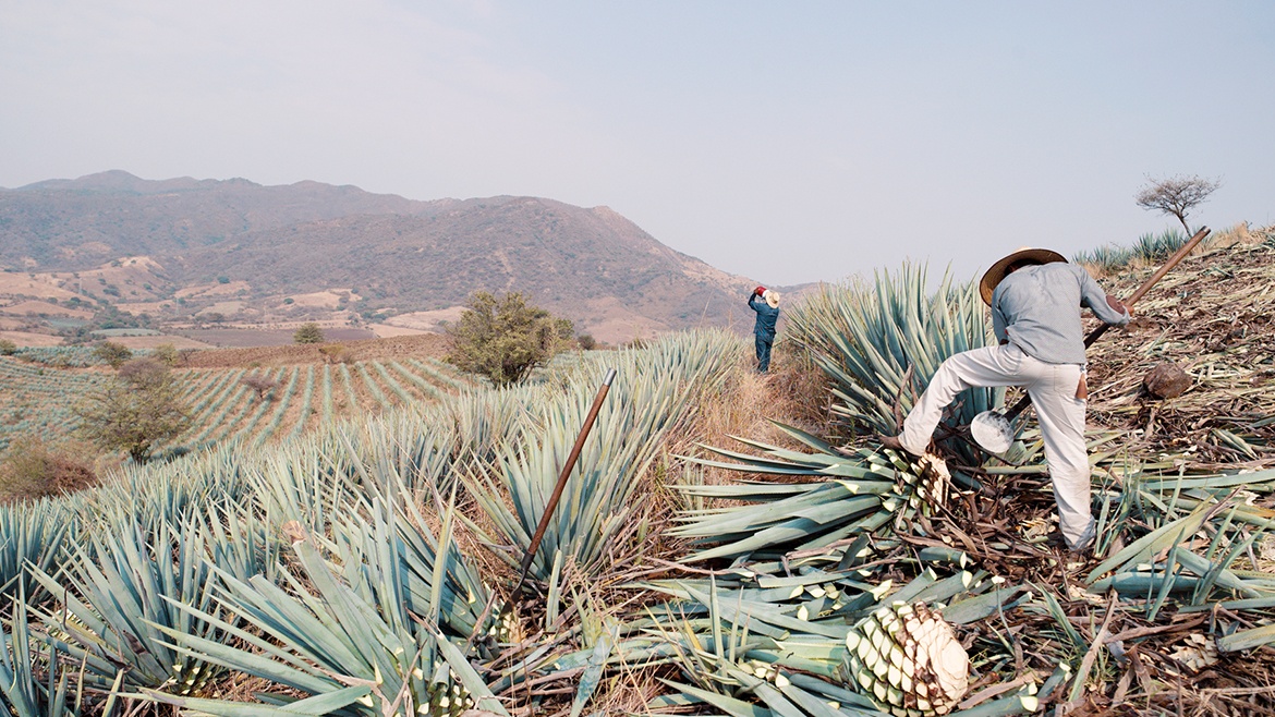 Rising Up from Volcanic Ash in Jalisco, Mexico to Luxury